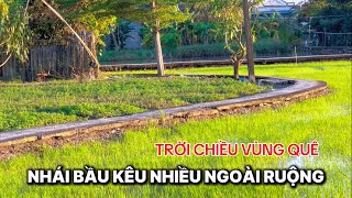 Vào ĐƯỜNG QUÊ Trồng Mít Gặp Cảnh Chiều Rôm Rả Tiếng Nhái Bầu Ngoài Ruộng.