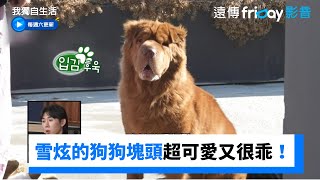 雪炫的狗狗塊頭超可愛！又乖又會表演才藝_《我獨自生活》第532集_friDay影音韓綜線上看