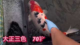 錦鯉池上げ！泉水池完成！ #錦鯉 #アクアリウム #koi #泳ぐ宝石錦鯉 #koifish #池上げ