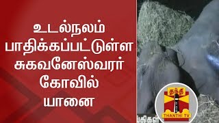 உடல்நலம் பாதிக்கப்பட்டுள்ள சுகவனேஸ்வரர் கோவில் யானை | Thanthi TV