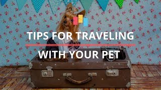 The Ultimate Guide to Pet-Friendly Hotels and Travel