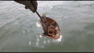 抓到这种海生物赶紧放生，频临灭绝物种