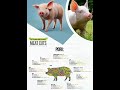 swastik pig farm brochure