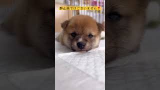 【豆柴犬】かわいい赤ちゃん✨静止画ではございません⁉️🫣まめしば亭ブログvlog #shorts