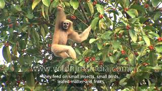 Eastern Hoolock Gibbon, the only lesser ape found in India