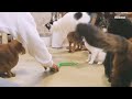 猫の頭上を超える見事なジャンプをしたれあ 【瀬戸のれあ日記】