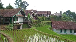 SUASANA KAMPUNG, DI PESAWAHAN YANG INDAH