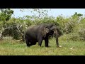 how elephants eat grass තණකොළ කන අලි