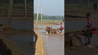 Beauty of Palakkad #shortvideo#shortsfeed #palakkad #villagelife #village #agriculture #farming