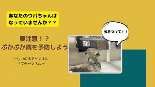 【ぷかぷか病】要注意！？あなたのウパちゃんはなっていませんか？ぷかぷか病を予防しよう！しいの木チャンネル２🌿サブ　ウーパールーパーの部屋