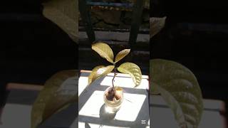 How to grow avocado seedlings at home without soil (only need water) pt.126 #hydroponics Time-lapse