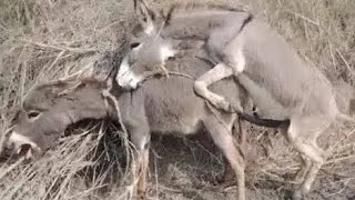 A Male and Female Donkey Mating Eachother Enjoy #donkey #viralvideo #youtube #matingseason #breeding