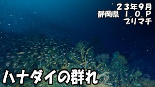 ハナダイの群れ（’２３年９月　静岡県伊豆海洋公園）