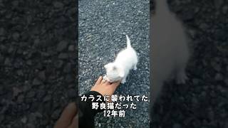 12年前カラスに襲われてた福様今ではお⚪︎た丸出し猫#猫#cat#猫動画 #野良猫#おもしろ動画