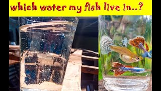 My guppies live in chlorine water ..?? | Easy to remove chlorine water |Tamil | Price of KK