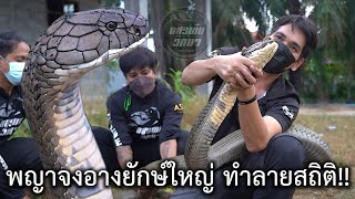 พญาจงอางยักษ์ใหญ่ ทำลายสถิติ!! อสรพิษวิทยา EP.167