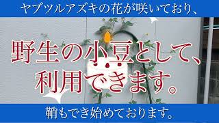 在来種フィールド、ヤブツルアズキとヨモギで、春秋の豊かな恵み。