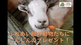 ふれあい館の動物たちへ　にんじんのプレゼント