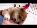 【豆柴犬】かわいい赤ちゃん、子犬のお食事！試合開始！？まめしば亭ブログ・vlog