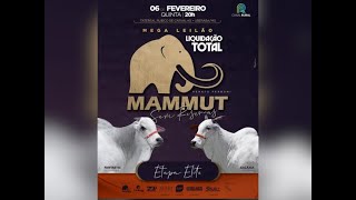 Mega Leilão Liquidação Total Mammut – Etapa Genética