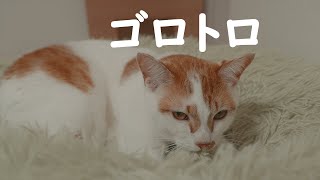 トロが甘えてるとふみふみゴロトロになります