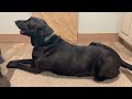 how to shrink lipomas in dogs using holistic treatments such as diet herbs acupuncture