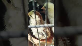 Choza New Born Chicks Enjoying #love #animals #animation #chicks #disneymovie