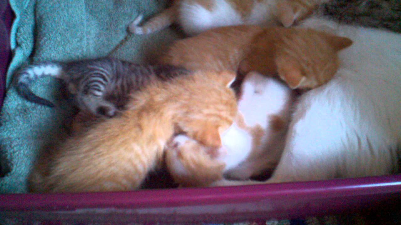 Kittens Wrestling Youtube
