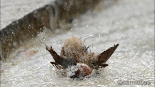 水遊びするすずめ。The sparrow which play in the water.