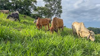 😱🐄Volvieron a llegar las vacas a la parcela mira como se logro recuperar el pasto 😍🐄