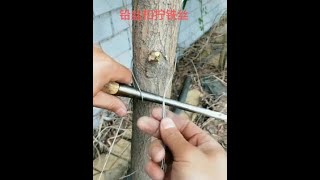 #铁丝拧紧正确方法 #铅丝扣  #工匠手艺