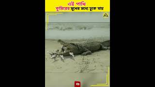 এই পাখি কুমিরের মুখের ভিতর ঢুকে যায় #shorts #viral