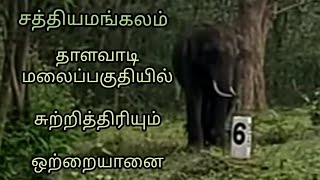 தாளவாடி மலைப் பாதையில் சுற்றித்திரியும் ஒற்றையானை  adventure video tamil