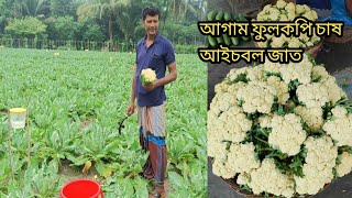 আইচবল জাতের আগাম/অফসিজন/অসময়ের ফুলকপি চাষ, লাভজনক ফসল। Offseason cauliflower cultivation.