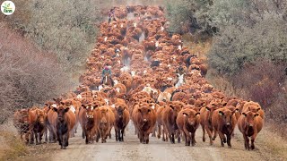 Beef Farm - African Farmers Raise Millions of Cows for Meat & Milk This Way