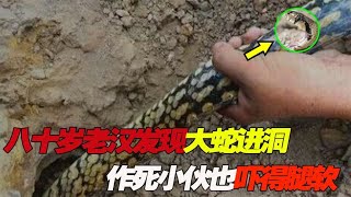 80岁老汉发现大蛇爬进山洞，大胆小伙作死靠近，竟被吓得呆在原地