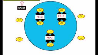 12DaysinMarch, RBC and Oxygen Content, CV response, CO, Fe+3 for USMLE Step One (Part II)