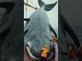 fishermen catch giant gray whale in the ocean shortvideo short whale fish fishing ocean omg