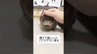 ウサギは『感情豊か』3選#ウサギ#animal #shorts