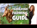 Tamarind Farming | How to Grow Tamarind Tree at Home | Comprehensive Tamarind Cultivation Guide