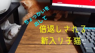 先住猫にちょっかいを出して倍返しされる新入り子猫