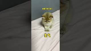 【牛奶是只猫】让你们总是打扰我睡觉😠结尾的方法看你们还怎么打扰我