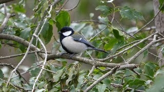 西湖野鳥の森公園のシジュウカラ　その９（4K60P動画）