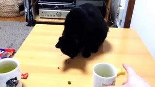 黒猫クルにマタタビ玉あげてみた。  Black cat Kuru catnip.