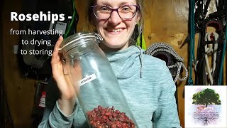 Rosehips - from Harvesting to Drying to Storing