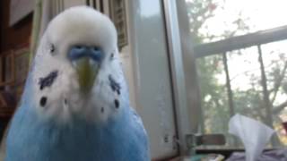 セキセイインコ　あおい　9歳　考えながらしゃべる