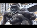 隙があれば天井を目指すキンタロウ♪⭐️ゴリラ gorilla【京都市動物園】child gorilla kintaro aims for high place