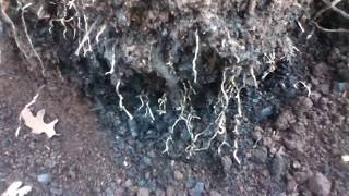 Deep Trench Biochar Review after First Winter