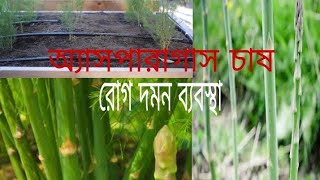 অ্যাসপারাগাস চাষবাদ | Asparagus cultivation | রোগ দমন ব্যবস্থা | Agro farm @dripculture |