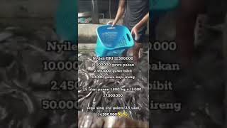 🔴 Budidaya lele ternyata sesimpel ini😎 #shortvideo #budidayaikanlele #ikanlele #mancing #shorts #fyp